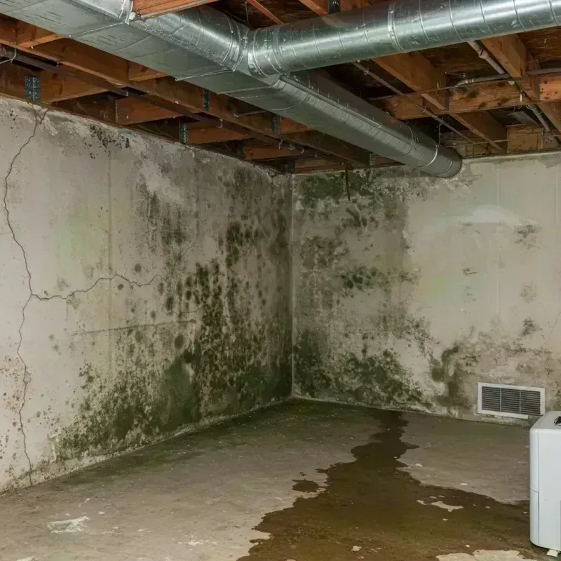 Professional Mold Removal in Belleville, IL